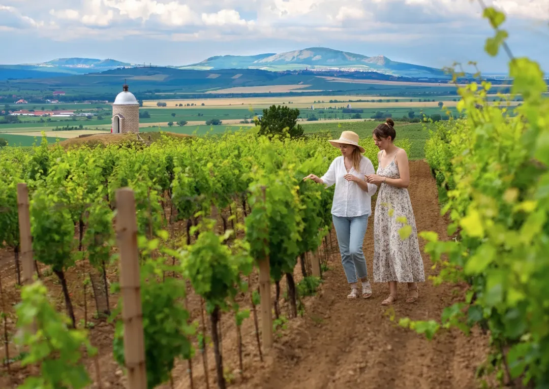 Vinařská krajina na Mikulovské vinařské stezce